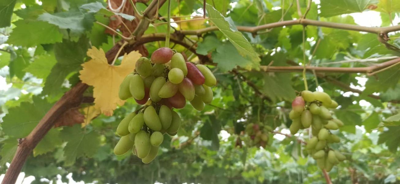 Image: Eco City [6 weeks]