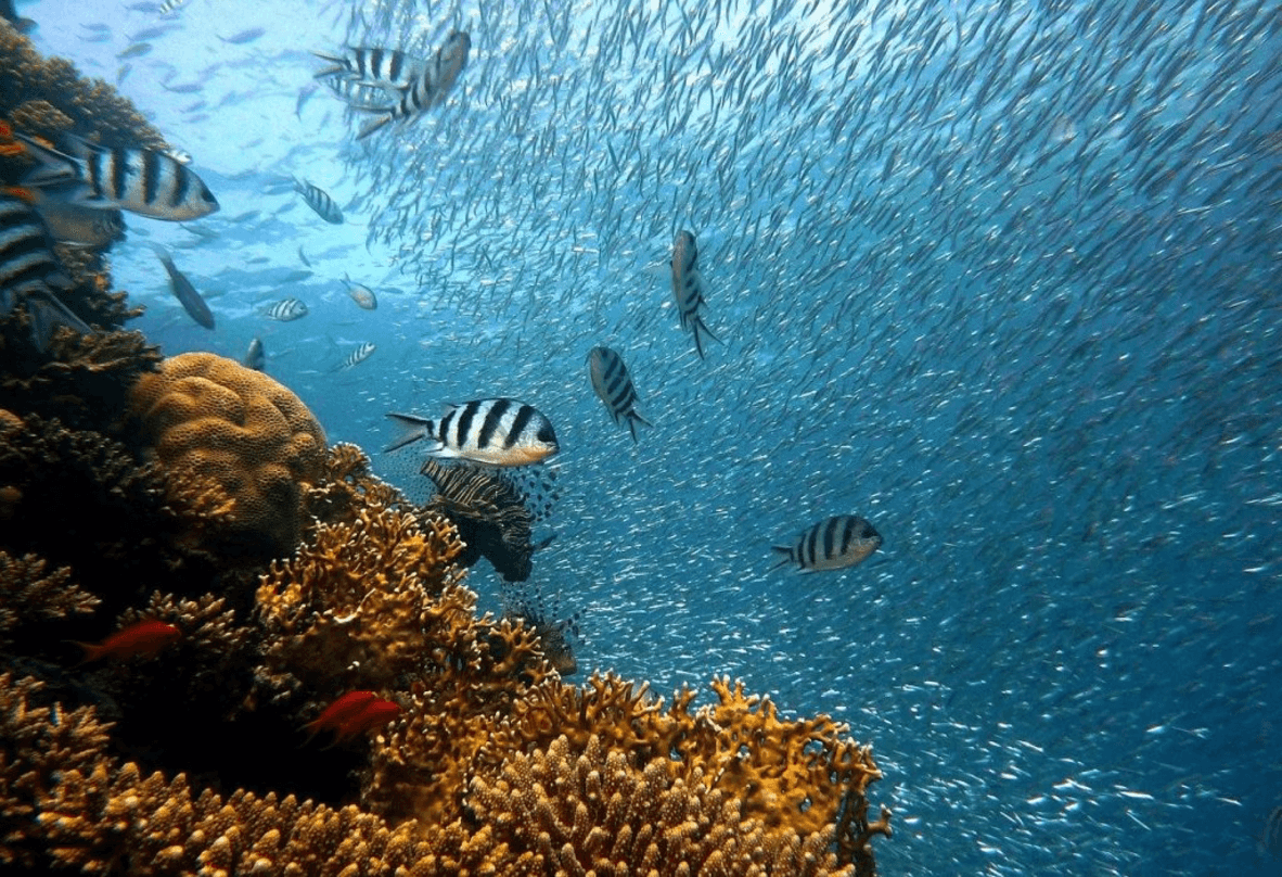 Image: Aquatica [4 week]