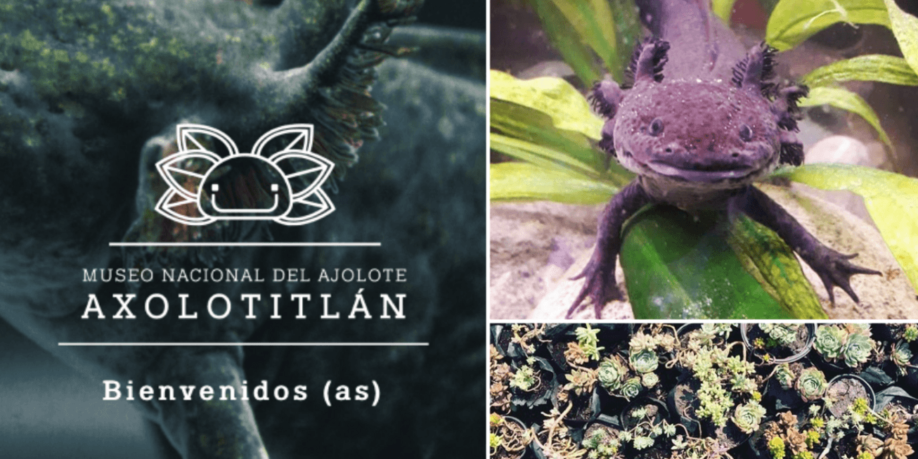 Image: Aquatica [6 weeks]